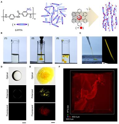 Chemical Oscillation and Morphological Oscillation in Catalyst-Embedded Lyotropic Liquid Crystalline Gels